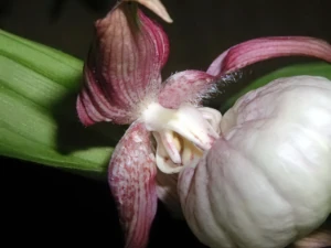 Bild von Cypripedium macranthum var. 1 4